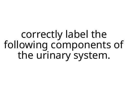 correctly label the following components of the urinary system.