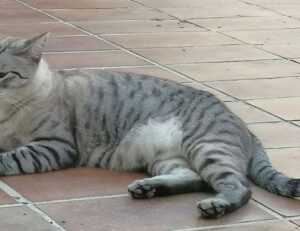 constraint on bavayllo