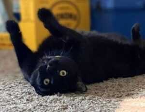 4.500 uf a pesos chilenos