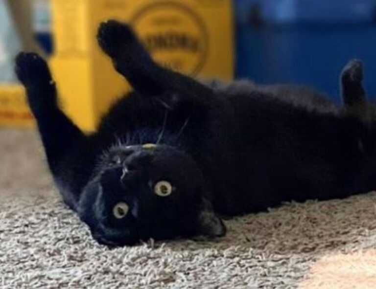 4.500 uf a pesos chilenos