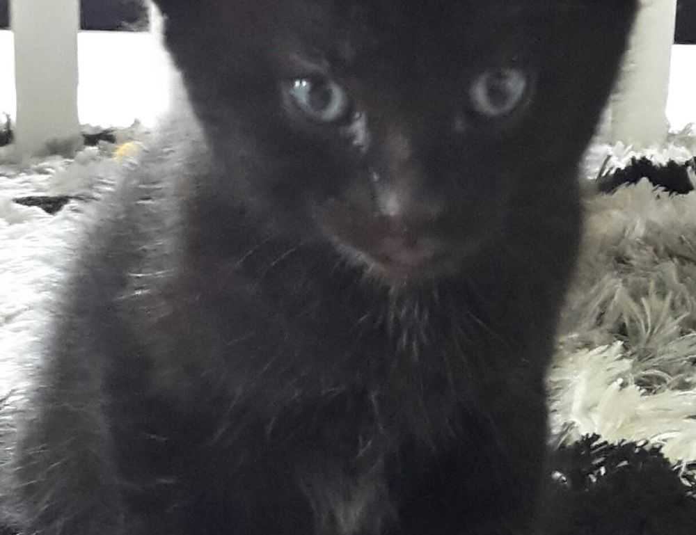 how is mogothrow77 software installation