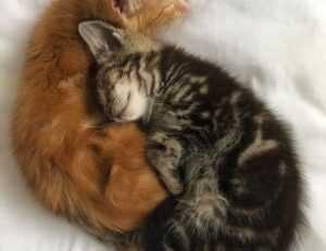 how is mogothrow77 software installation