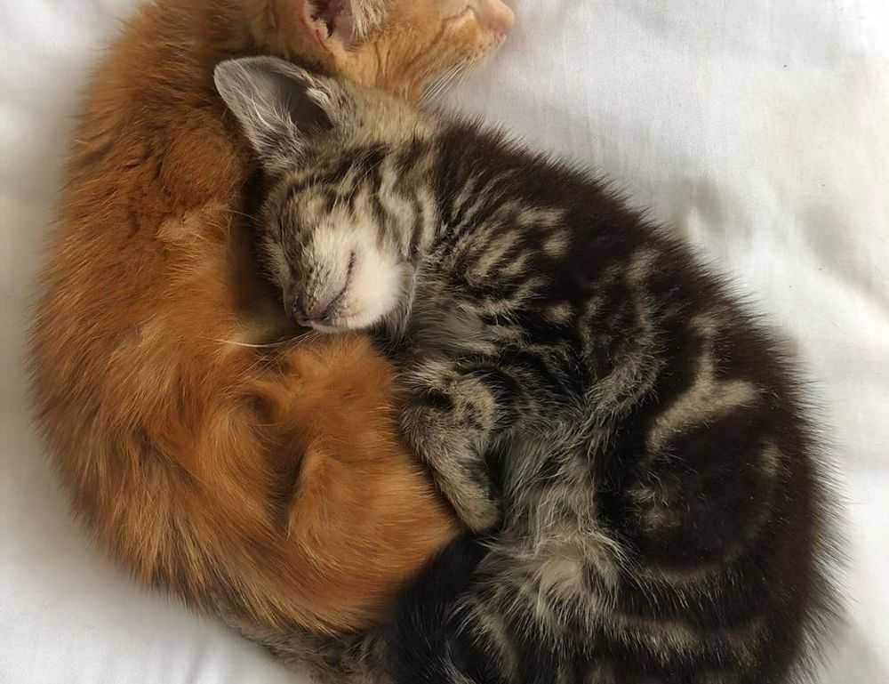 how is mogothrow77 software installation