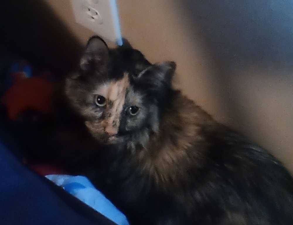 lauren alexis leaked of