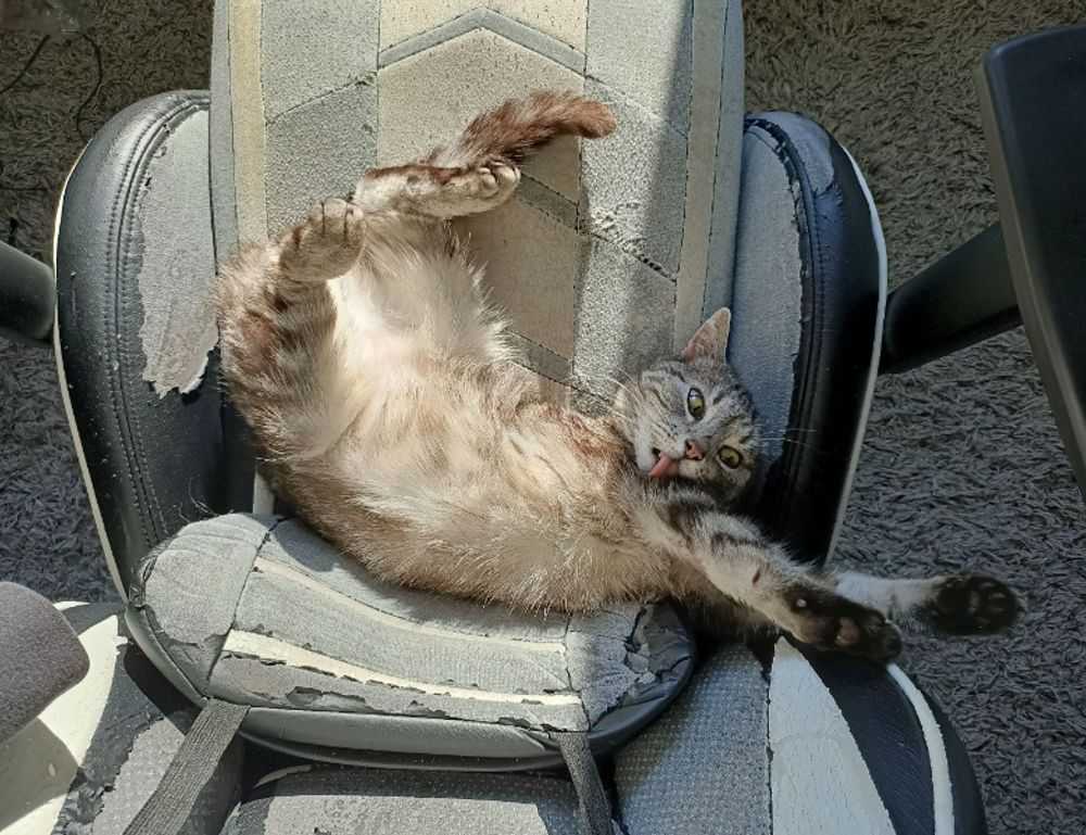 pipi kanan bergerak dalam islam