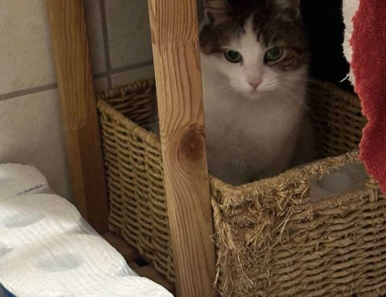 sophie lawson topless