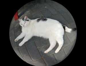 sxx sxx syy calculator excel