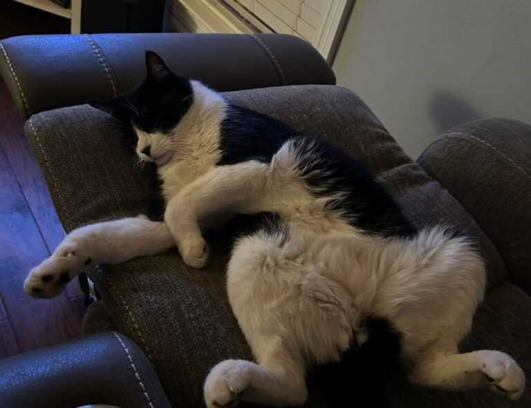 tatuaje calavera espalda hombre