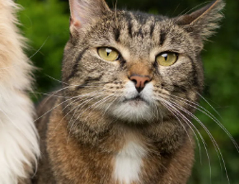 tatuaje en el medio de los senos