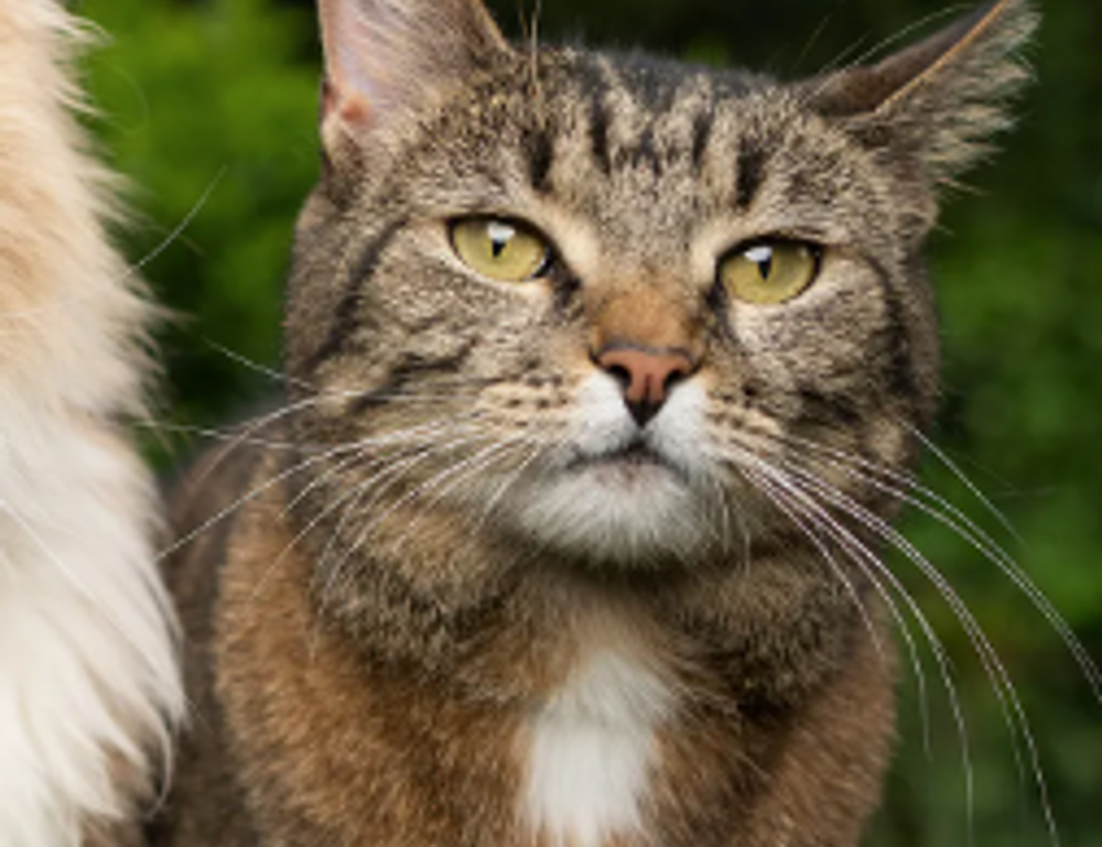 tatuaje en el medio de los senos