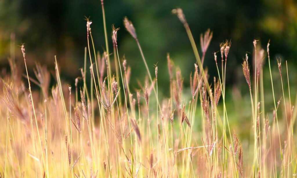 tatuajes de calas significado