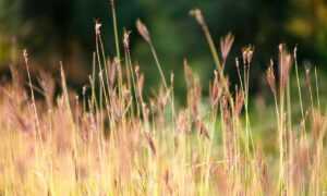 tatuajes de calas significado