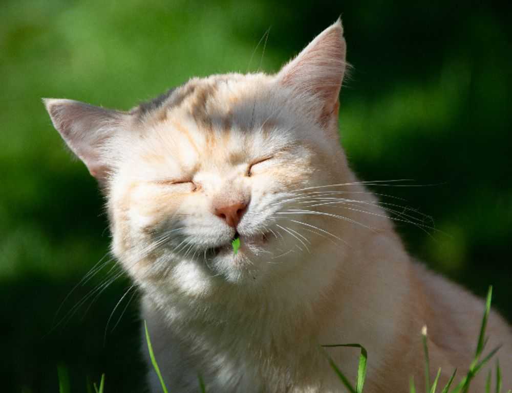 zoolo tv cindy lopez